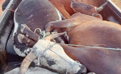 MEMBERS OF LIMPOPO HIGHWAY PATROL TEAM ARREST 40 YEAR-OLD SUSPECT FOR POSSESSION OF STOLEN CATTLE