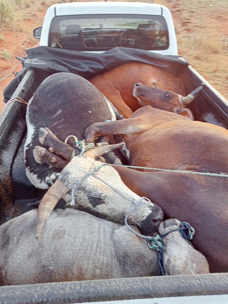 MEMBERS OF LIMPOPO HIGHWAY PATROL TEAM ARREST 40 YEAR-OLD SUSPECT FOR POSSESSION OF STOLEN CATTLE