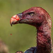 BIODIVERSITY MANAGEMENT PLAN FOR VULTURES PUBLISHED FOR PUBLIC COMMENT