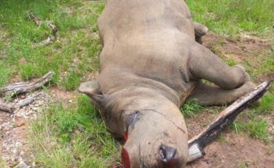 FIVE SUSPECTED RHINO POACHERS NABBED FOR POSSESSION OF RHINO HORNS , UNLICENSED FIREARMS AND AMMUNITION