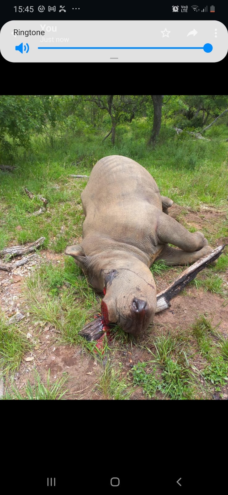 FIVE SUSPECTED RHINO POACHERS NABBED FOR POSSESSION OF RHINO HORNS , UNLICENSED FIREARMS AND AMMUNITION