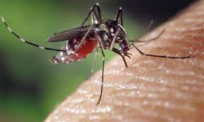 LIMPOPO HEALTH MEC DR PHOPHI RAMATHUBA WARN CITIZENS AND HOLIDAY MAKERS AGAINST MALARIA DURING THE SUMMER RAINY SEASON