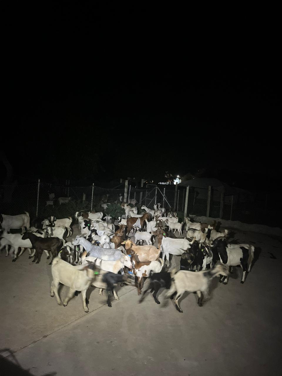 56 GOATS AND 10 SHEEP RECOVERED DURING MIDNIGHT OPERATION FOCUSED ON STOCKTHEFT