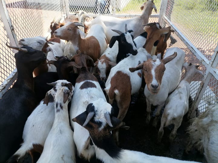 POLICE EMPOUNDED 26 GOATS AND CALLS FOR OWNERS TO COME FORTH