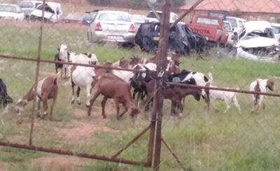 STOCK THEFT UNIT RECOVER THIRTY SEVEN GOATS, TWO MOTOR VEHICLES AND ARREST FOUR SUSPECTS