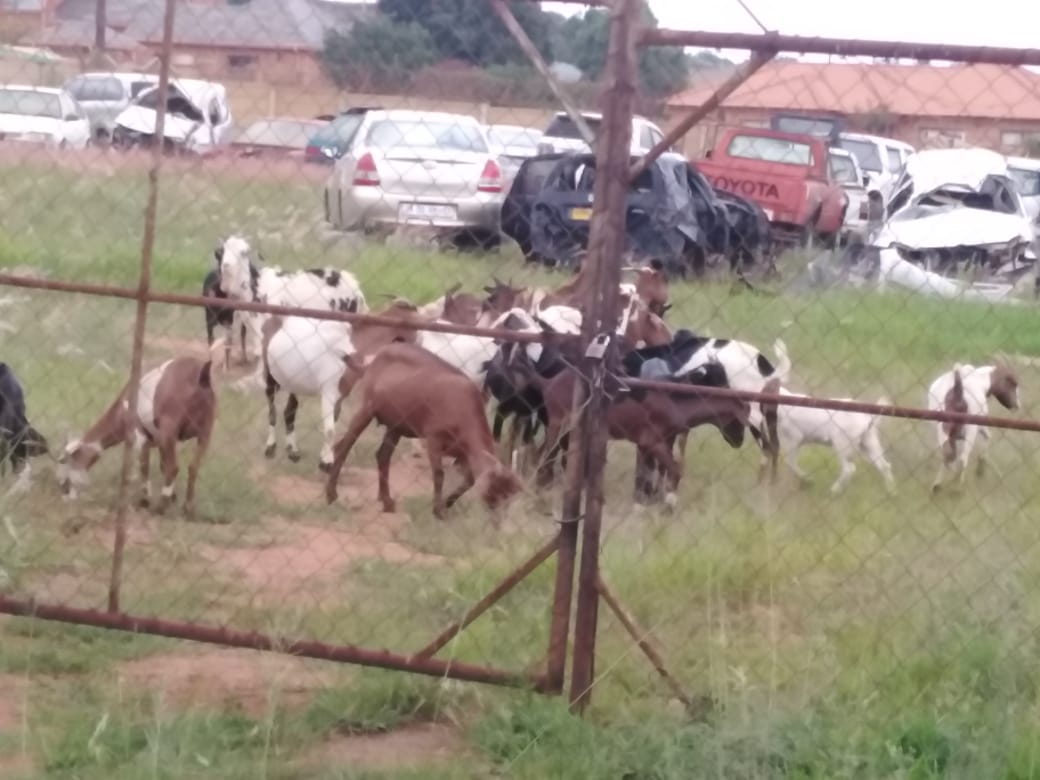 STOCK THEFT UNIT RECOVER THIRTY SEVEN GOATS, TWO MOTOR VEHICLES AND ARREST FOUR SUSPECTS