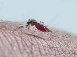 South Africa amongst countries rewarded for malaria elimination efforts