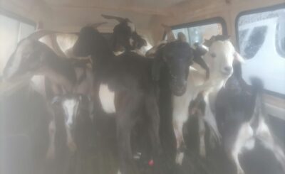 POLICE APPREHEND ONE SUSPECT IN POSSESSION OF 15 SUSPECTED STOLEN GOATS