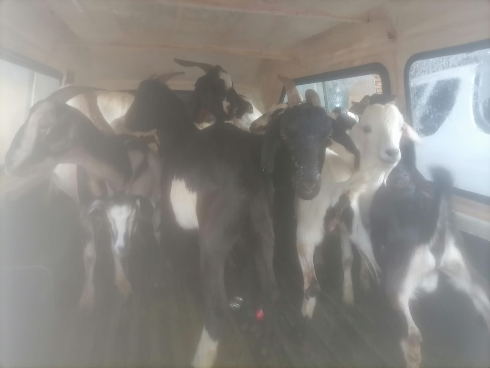 POLICE APPREHEND ONE SUSPECT IN POSSESSION OF 15 SUSPECTED STOLEN GOATS