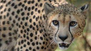 SOUTH AFRICA TRANSLOCATES 12 CHEETAH TO INDIA IN A COOPERATION AGREEMENT