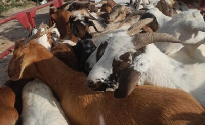 POLICE ARREST THREE SUSPECTS AND RECOVER SUSPECTED STOLEN LIVESTOCK