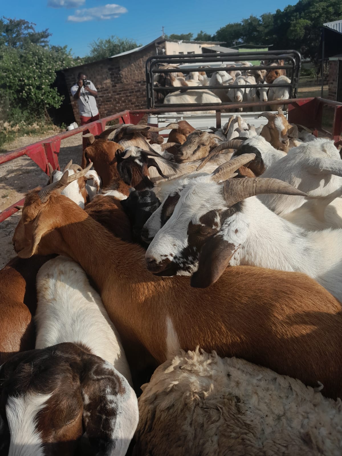 POLICE ARREST THREE SUSPECTS AND RECOVER SUSPECTED STOLEN LIVESTOCK