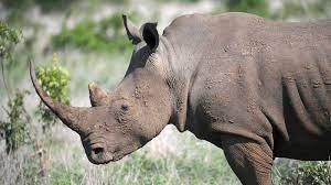 SKUKUZA POACHER SENTENCED TO 22 YEARS DIRECT IMPRISONMENT FOR POACHING-RELATED OFFENCES