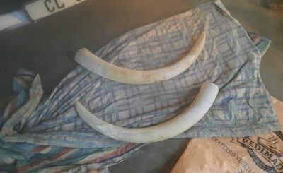 TWO ALLEGED POACHERS ARRESTED FOR SELLING ELEPHANT TUSKS