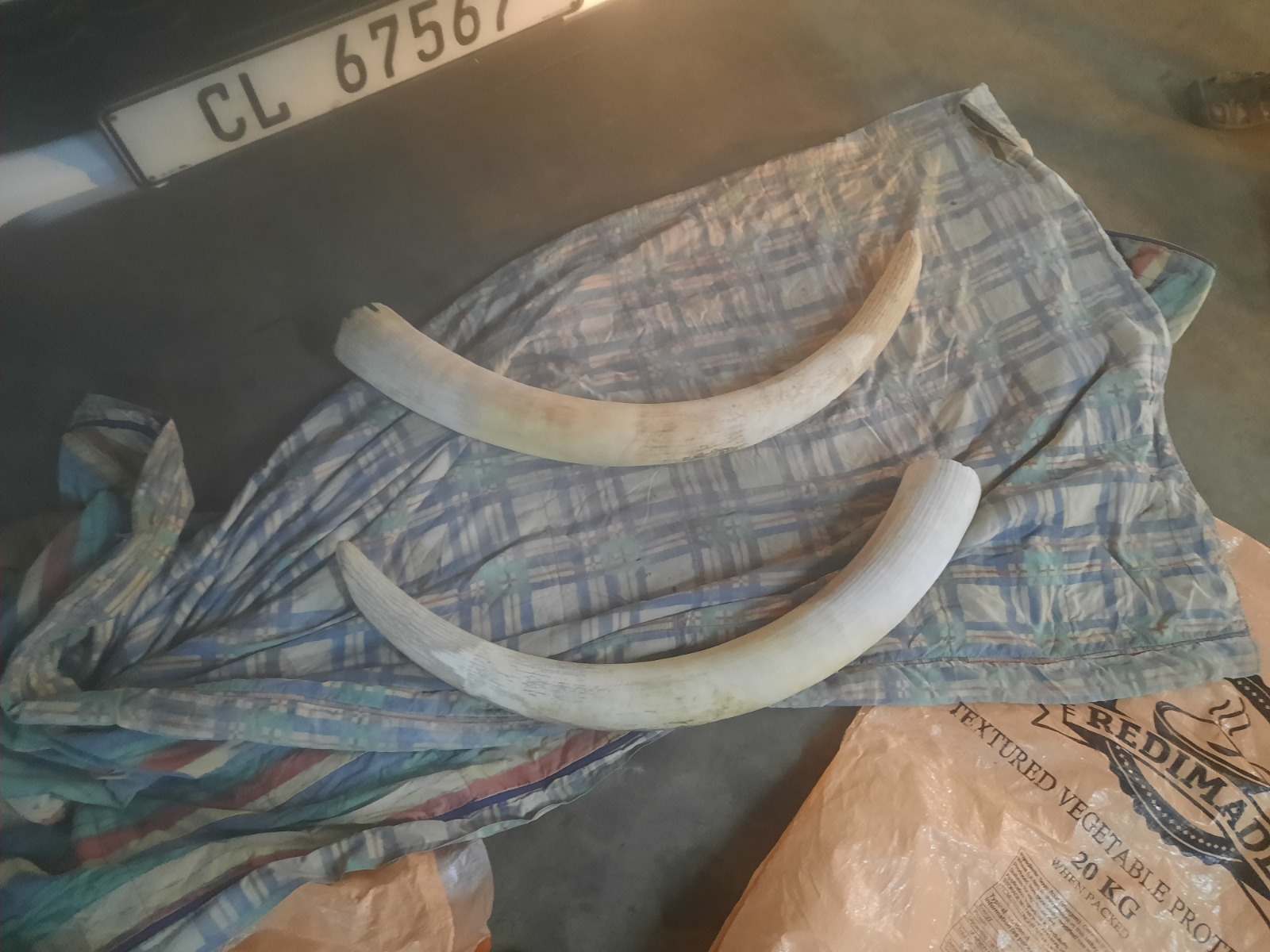 TWO ALLEGED POACHERS ARRESTED FOR SELLING ELEPHANT TUSKS