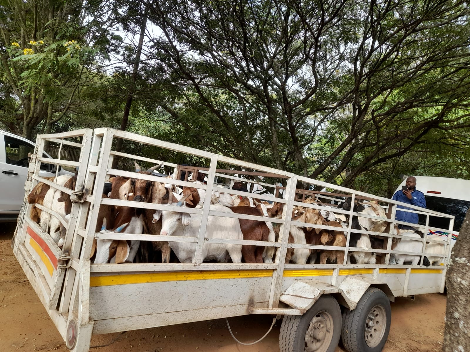 A FOREIGN NATIONAL APPREHENDED FOR TRANSPORTATION AND POSSESSION STOLEN SHEEP AND GOATS IN VHEMBE DISTRICT