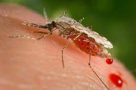 DEPARTMENT ADVISE THE PUBLIC TO BE ON ALERT AS MALARIA CASES SURGE IN THE PROVINCE