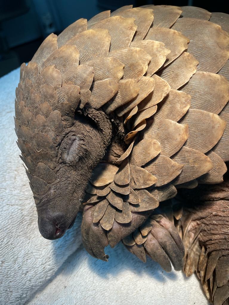 HAWKS ARREST SUSPECT FOR DEALING IN ENDANGERED SPECIES (PANGOLIN)