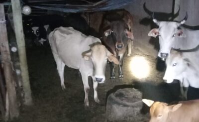 RAKGOADI POLICE RECOVERS FOURTEEN (14) SUSPECTED STOLEN CATTLE, COMMUNITY MEMBERS ARE CALLED FOR IDENTIFICATION