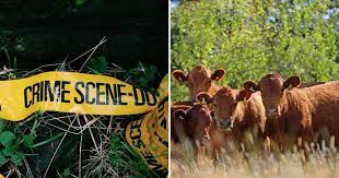 MARBLE HALL POLICE ON THE HUNT FOR SUSPECTS AFTER ARMED ROBBERY ON A FARM IN WHICH LIVESTOCK VALUED AT OVER R 300 000 WAS STOLEN