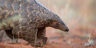 FOUR SUSPECTS NABBED FOR ILLEGAL POSSESSION OF A PANGOLIN