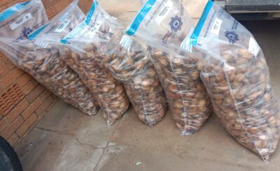 A 31-YEAR-OLD MALE SUSPECT NABBED FOR POSSESSION OF 55 BOXES OF ABALONES AT LEPHALALE