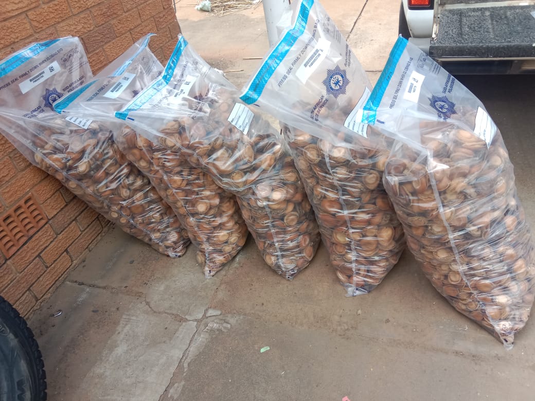 A 31-YEAR-OLD MALE SUSPECT NABBED FOR POSSESSION OF 55 BOXES OF ABALONES AT LEPHALALE