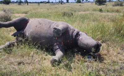 SUSPECTS SHOOT, KILL AND DEHORN TWO RHINOS IN THABAZIMBI