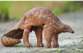 PANGOLIN HANDLER CONVICTED AND SENTENCED