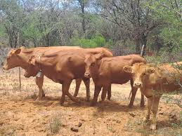 A 66-YEAR-OLD MALE SUSPECT APPEAR BEFORE COURT FOR POSSESSION OF SUSPECTED STOLEN LIVESTOCK