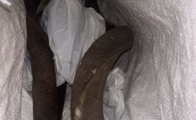 FOUR SUSPECTS NABBED FOR STOCK THEFT RELATED CHARGES AT SEPARATE LOCATIONS IN VHEMBE DISTRICT