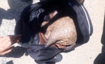TWO SUSPECTS NABBED FOR POSSESSION OF ENDANGERED SPECIES WORTH R1 MILLION TO APPEAR IN COURT