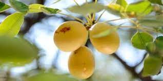 A FOUR YEAR-OLD GIRL DIES FROM CHOKING ON A MARULA FRUIT