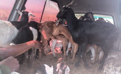 SUSPECTS NABBED IN ROSSENEKAL FOR STOCK THEFT