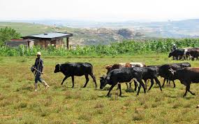 LESOTHO NATIONALS SENTENCED TO 15 YEARS IMPRISONMENT FOR STOCK THEFT
