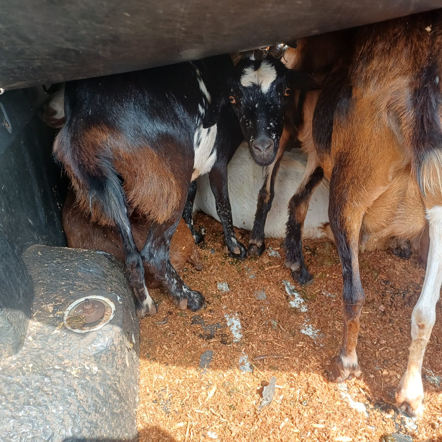 A JOINT INTELLIGENCE OPERATION LED TO THE APPREHENSION OF A MALE SUSPECT, FOR POSSESSION OF SUSPECTED STOLEN PROPERTY ELEVEN GOATS
