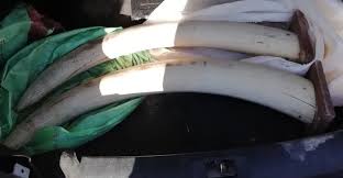 HAWKS ARREST ALLEGED ELEPHANT TUSKS SELLER