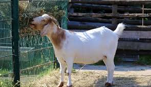 STOCKTHEFT UNIT POLICE LAUNCH MANHUNT FOR SUSPECTS WHO STOLE ELEVEN GOATS AT MALEKAPANE GA-MPHAHLELE