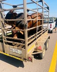 TWO MEN CONVICTED ON STOCK THEFT AND ANIMAL CRUELTY CHARGES IN MANKWENG